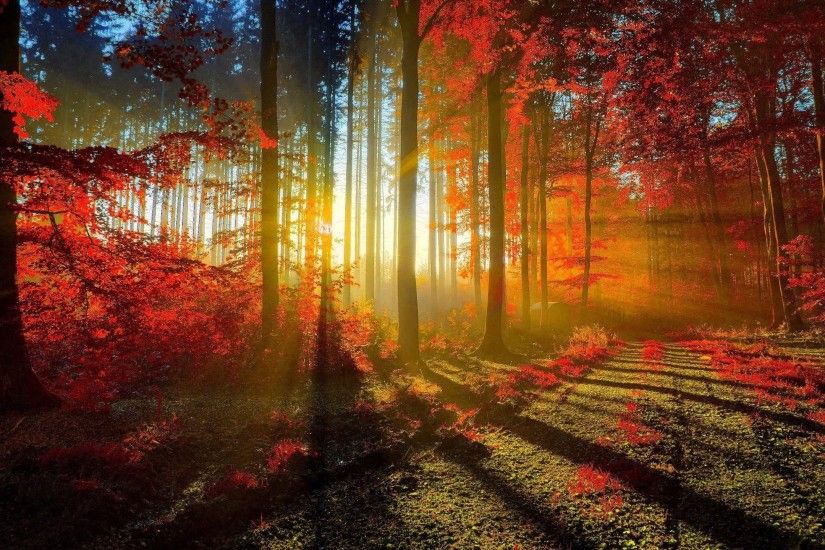 Sunlit Road Through The Autumn Woods