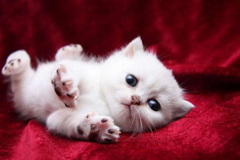 Cute White Kittens Wallpaper 508864