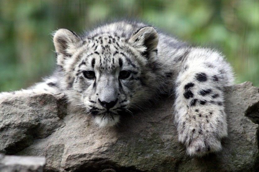 cute white tiger cub wallpapers - DriverLayer Search Engine