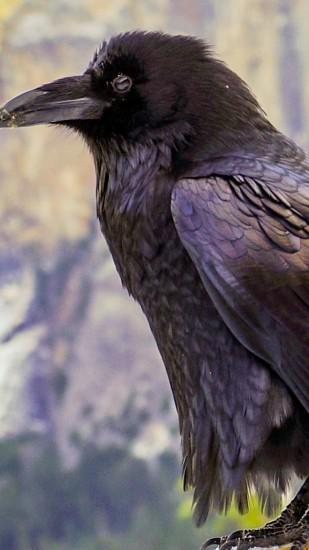 Preview wallpaper raven, crow, bird, sitting 1080x1920