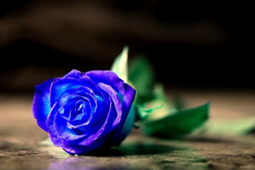Single Blue Rose HD Wallpaper picture