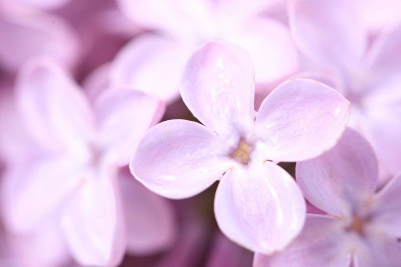 2560x1440 Wallpaper lilac, flower, petals
