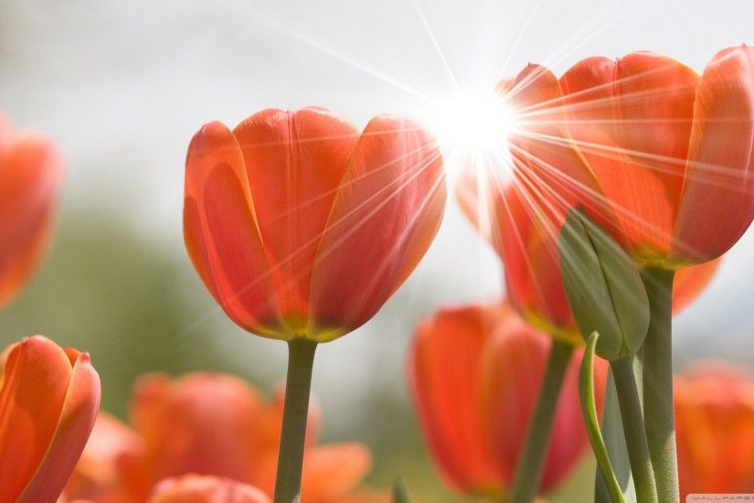 Orange tulips hd