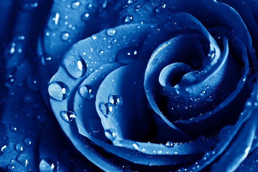 Best blue rose high definition wallpaper Blue Rose Desktop Wallpapers.
