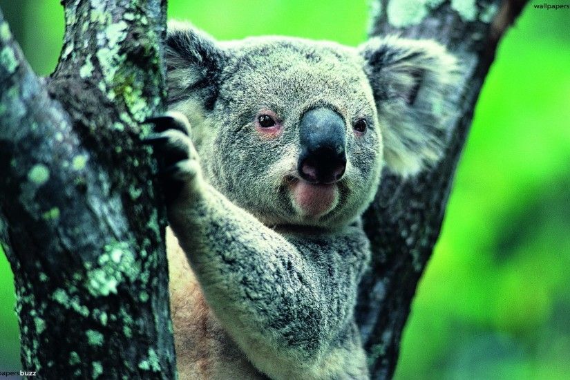 Cute koala bear