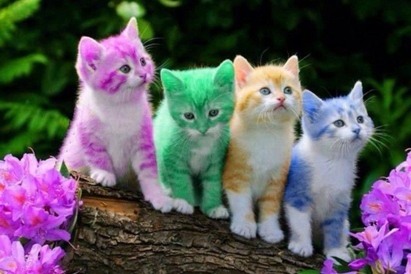 Wide HD Cute Cat Wallpaper – Wallpapers and Pictures High Quality for  desktop and mobile