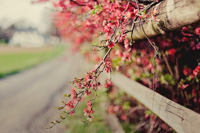 Nature Pink Flowers Fence Photo HD Wallpaper | FreeHDWall.Com | Free HD  Wallpapers for your Desktop