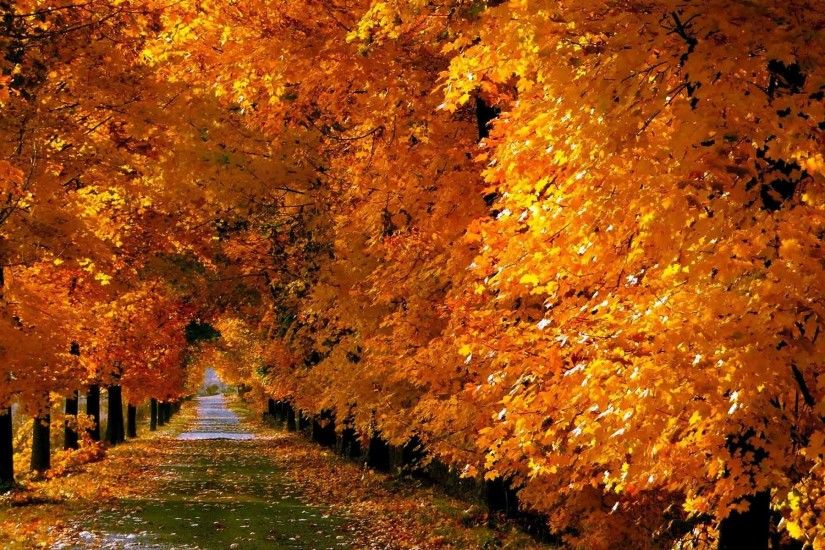 Trees Nature Leaf Autumn Landscape Leaves Wallpaper Desktop Free Download