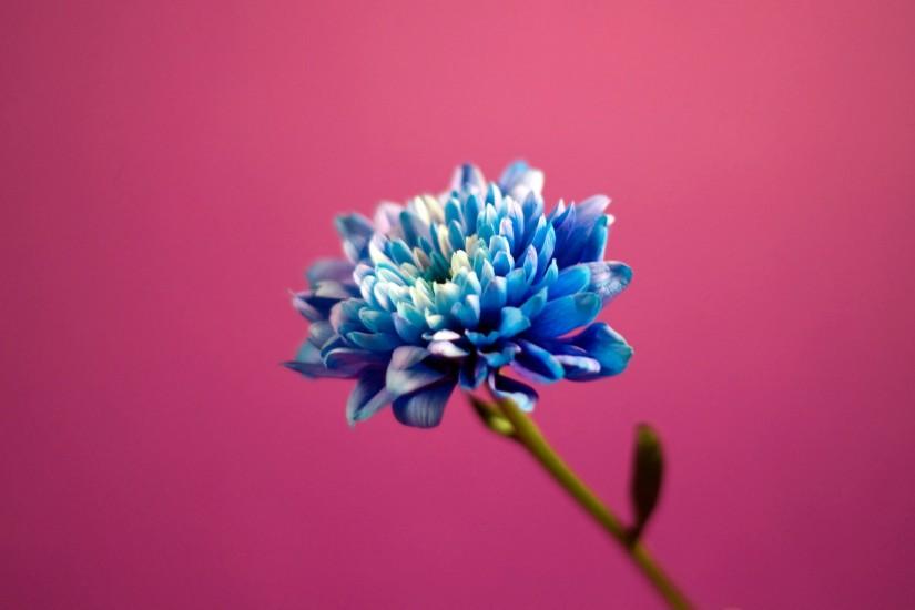 Blue in Pink Background