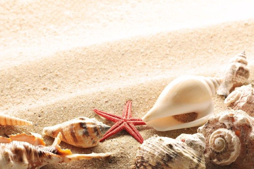 Summer beach shells Wallpapers