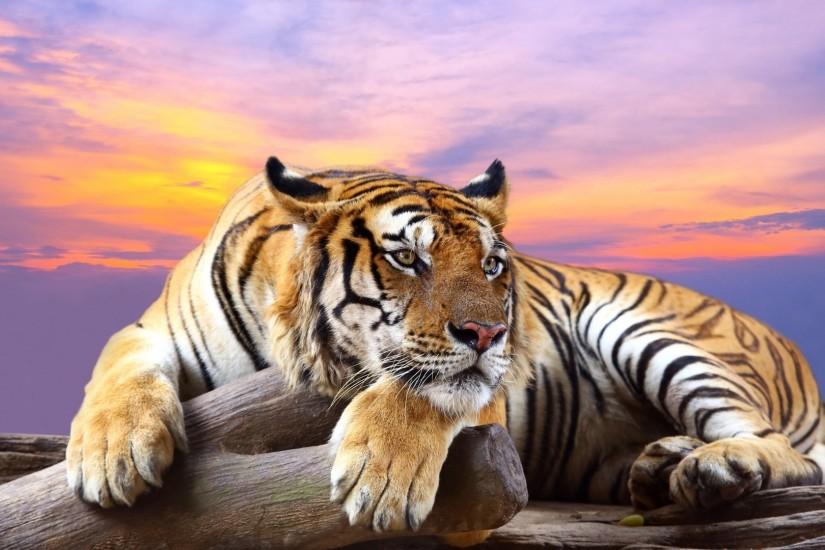 tiger background desktop free