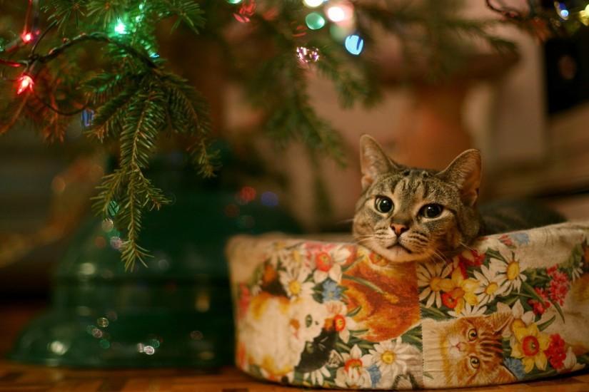 Cat under Christmas tree Widescreen Wallpaper - #2403