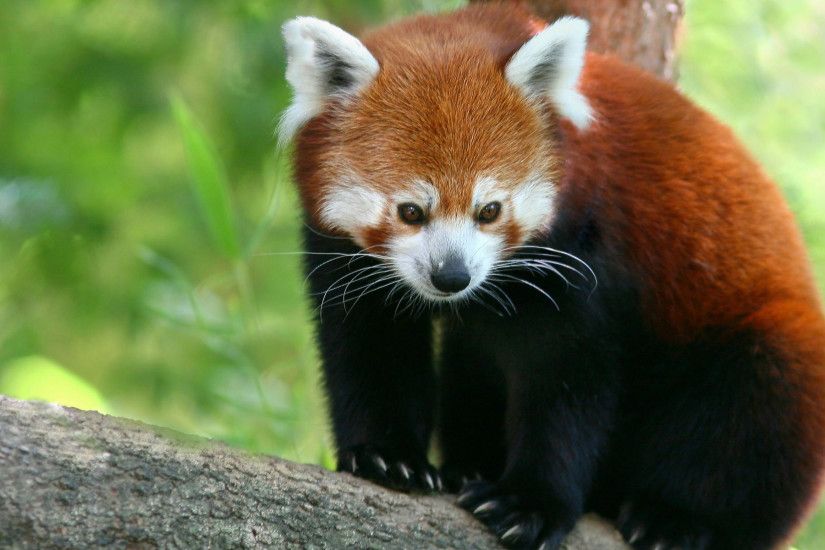 ... Beautiful-Red-Panda-Animals-Wallpapers-pics-pictures-images- ...