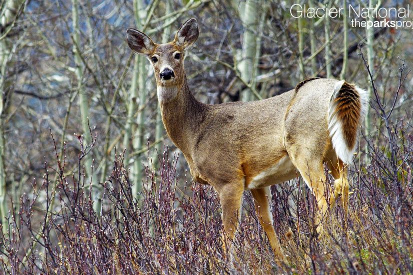 Here nature wallpapers. Item name whitetail. State of. View photos of .