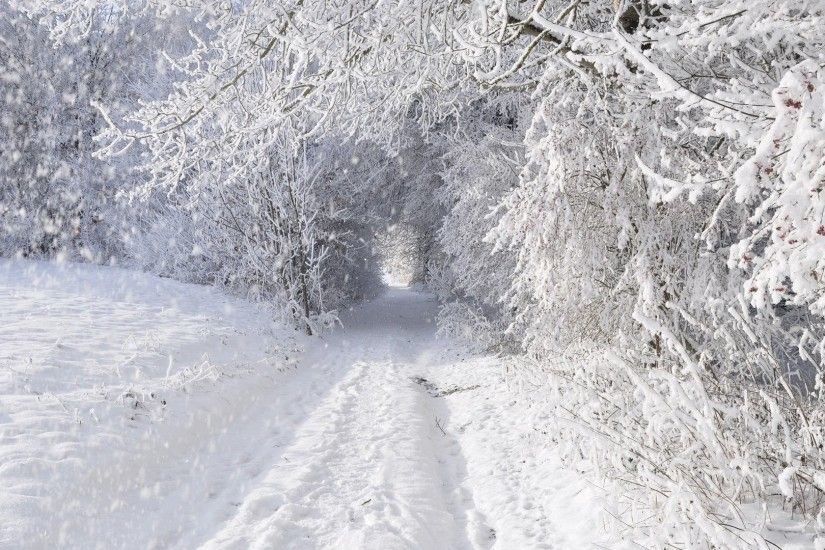 Snowing Tag - Trees Snowing Roads Forest Snowflake Snowfall White Nature  Snow Blizzard Winter Seasons Tunnel