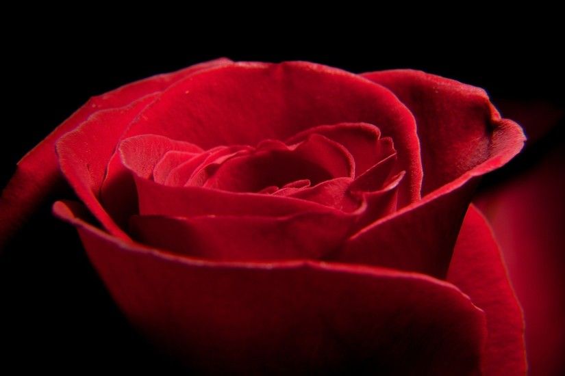 Red Rose I Love You Wallpaper