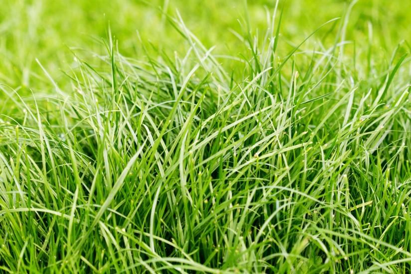 large grass background 1920x1280