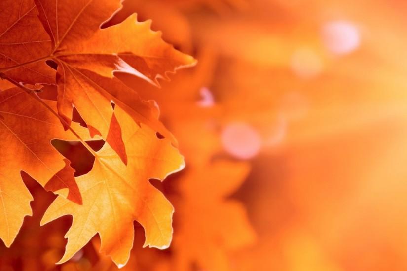 2560x1440 Wallpaper autumn, leaves, bokeh