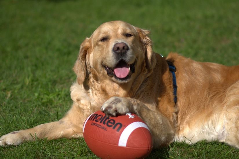 3840x2160 Wallpaper golden retriever, dog, ball, playful, lying, grass