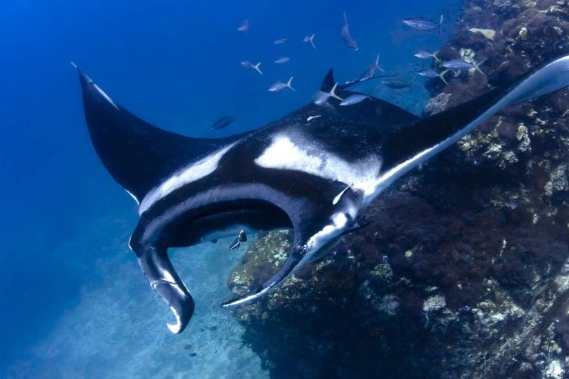 Top 10 Creatures to See Scuba Diving Around Phuket