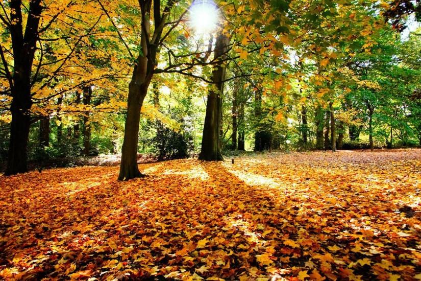 Autumn in the forest wallpaper - Nature wallpapers - #