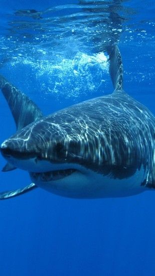 Animal Great White Shark Sharks Mobile Wallpaper Like & Repin thx. Follow  Noelito Flow instagram