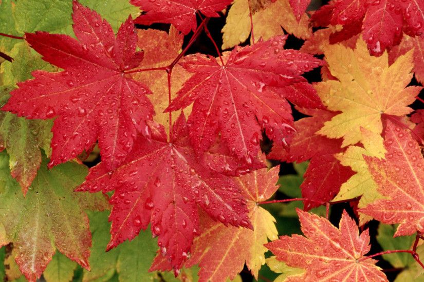 Autumn Desktop Mac Background | Nature Wallpapers | Mac Wallpapers HD .