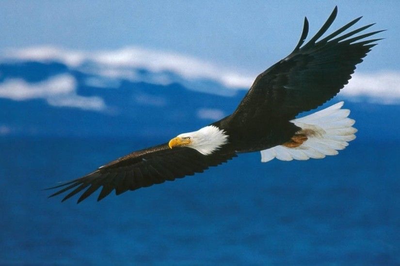 Eagle Flying In The Sky