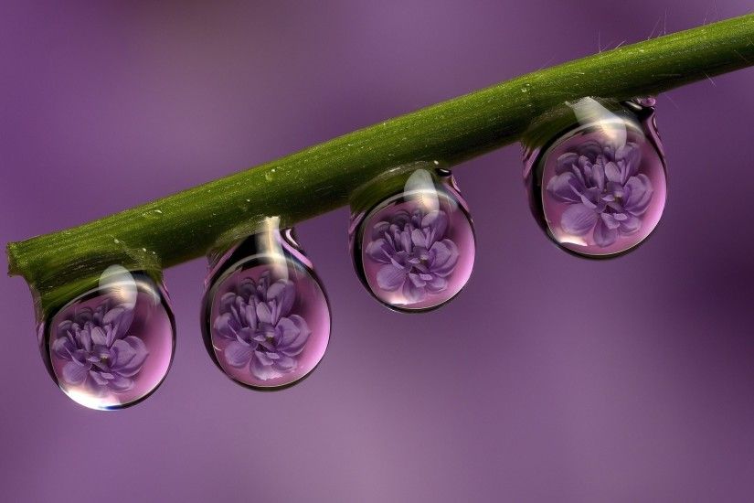 2048x1152 Wallpaper stem, drops, dew, flowers, reflection, macro, purple  background