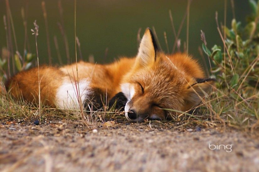 Wallpapers For > Baby Red Fox Wallpaper