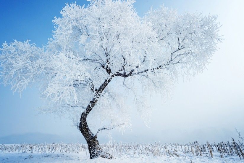 Winter Tree White Snow Wallpaper