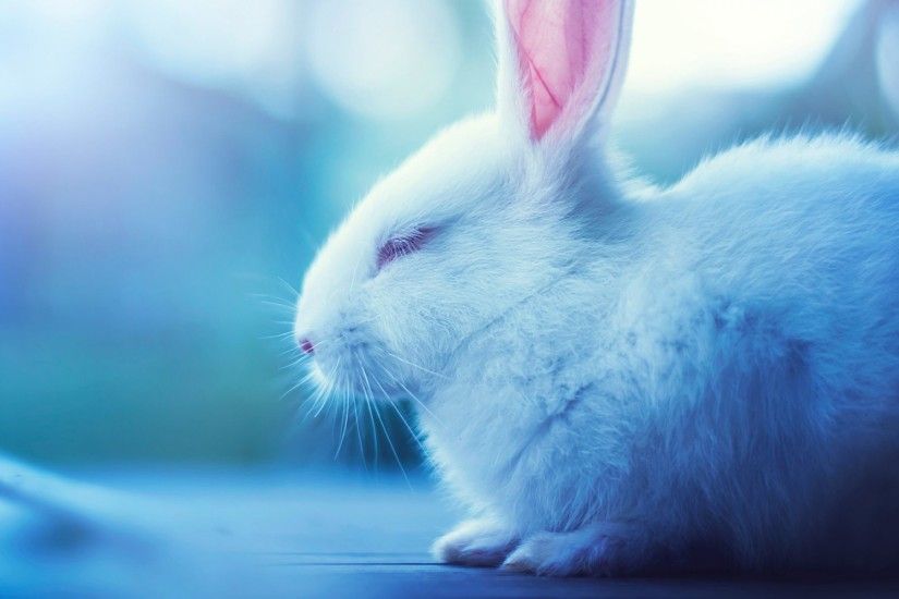 Baby Bunny Wallpapers