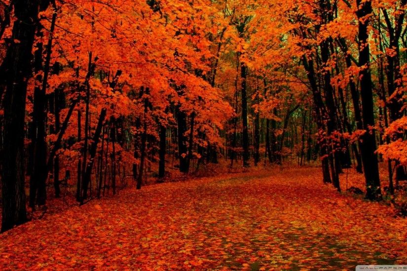 Fall Path Wallpaper 1080p HD