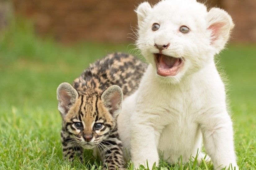 Young white tiger and ocelot
