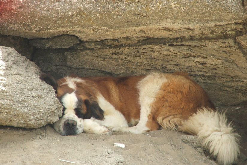 St. Bernard lay down to rest under a rock