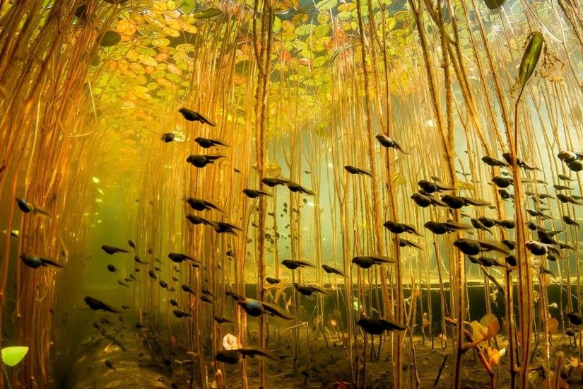 Tadpoles swimming under lily pads ...