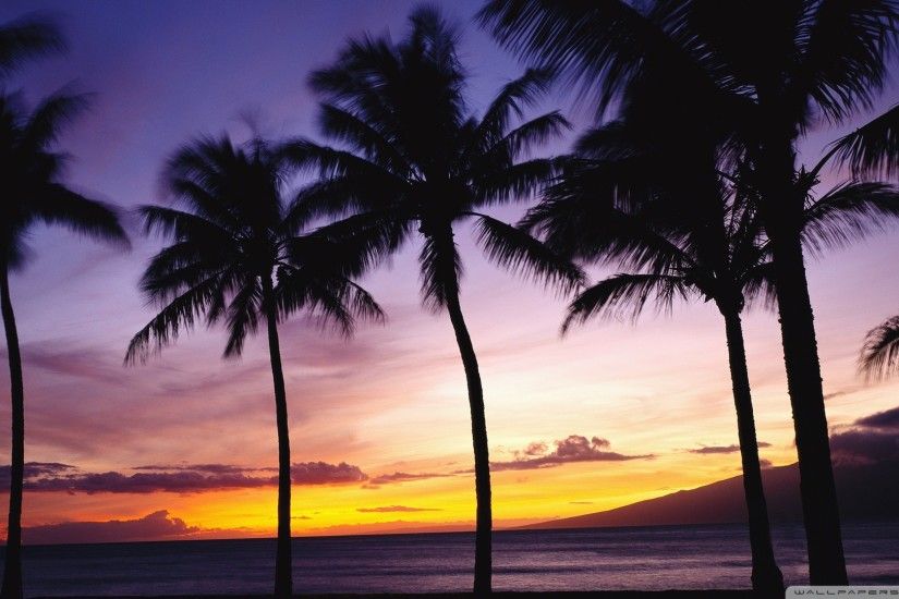 Beach Sunset With Palm Trees Wallpaper Free Desktop