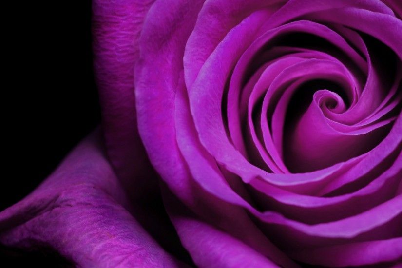 Flowers / Violet Rose Wallpaper