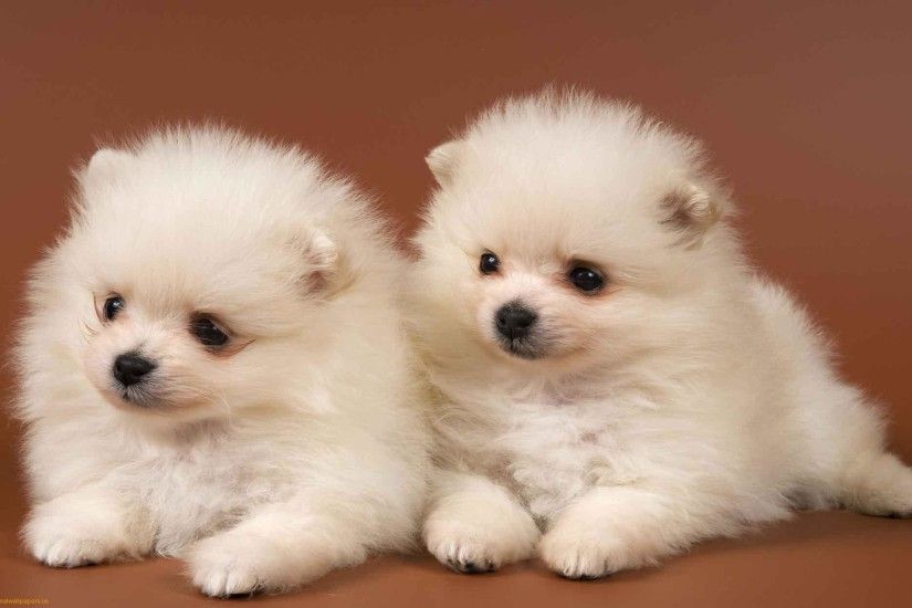images of funny puppies wallpaper
