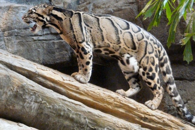 3264x1834px clouded leopard full hd by Poe Sinclair