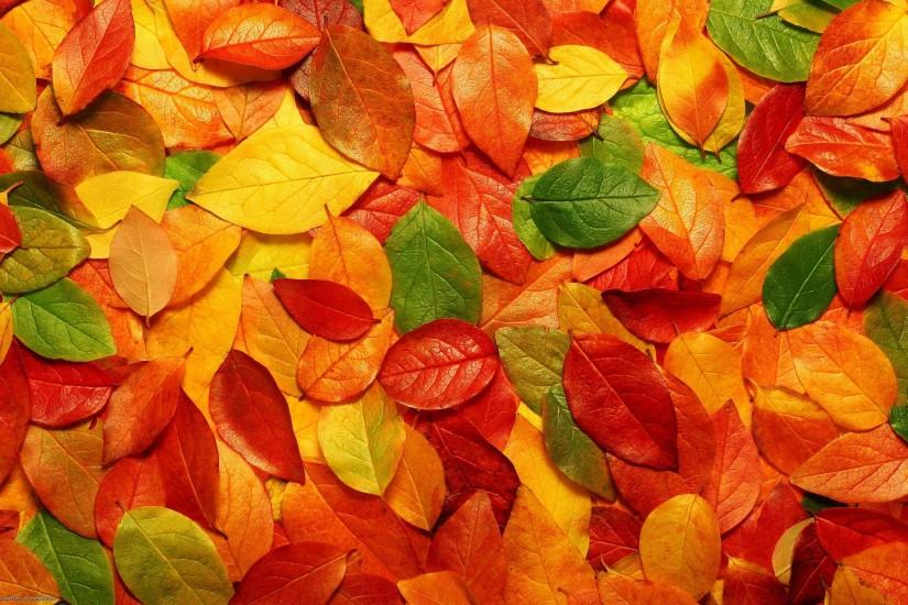 Fabulous Autumn Leaves Background