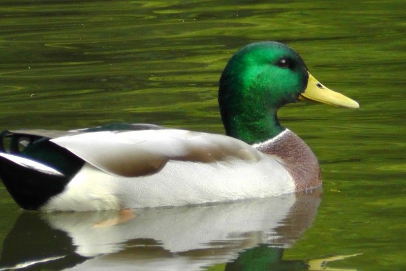 white green and brown mallard duck