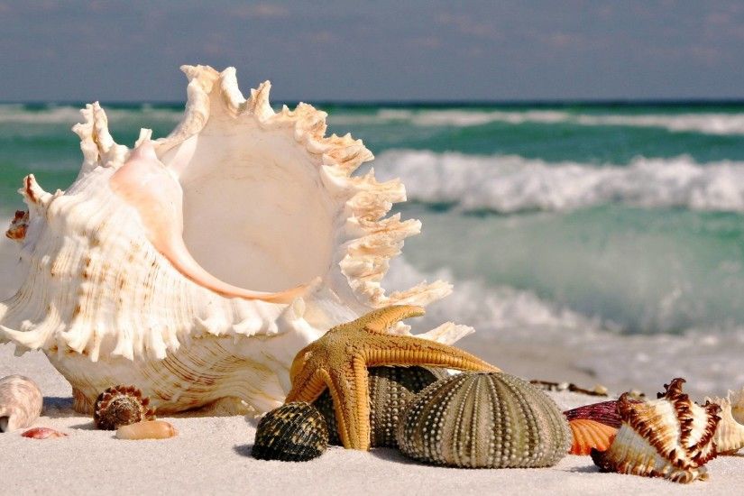 sea shells sea beach sand wallpaper