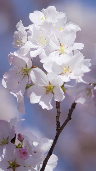 Free Androis Cherry Blossom Wallpaper iPhone