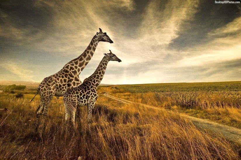 animal giraffe