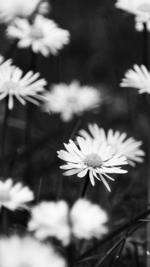 Black And White Flowers Wallpaper