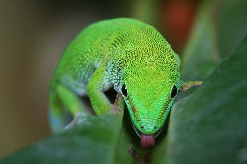 Madagascan Day Gecko, Green Lizard