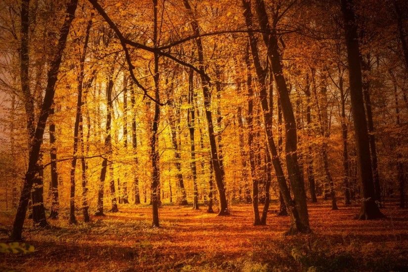 Trees Forest Tree Nature Landscape Autumn Background HD Image