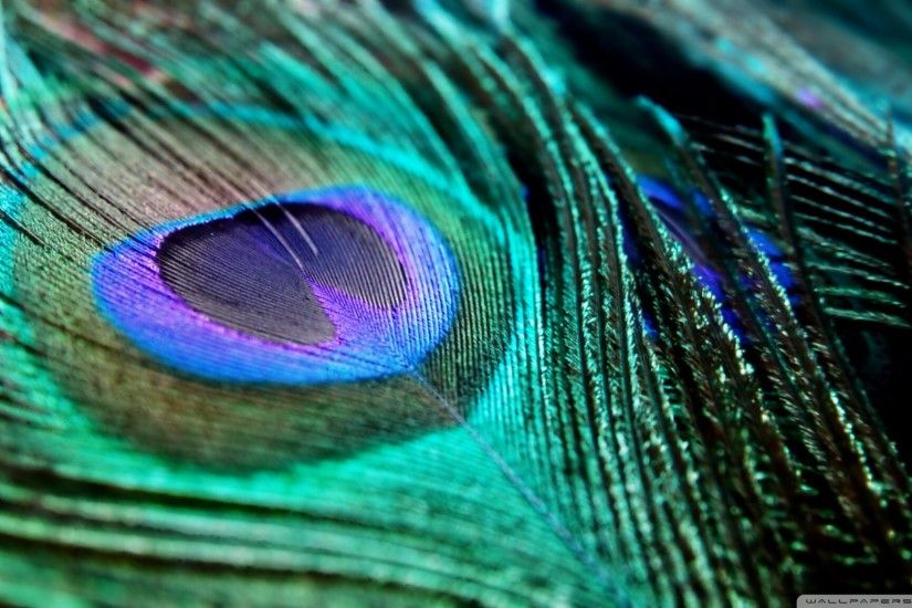 Peacock Feather Desktop | Wallpapers Gallery Peacock Feather Full HD  Wallpaper and Background | 1920x1200 | ID .