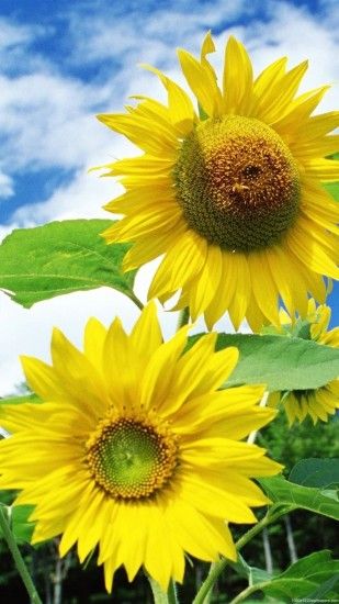 Sunflower Pics